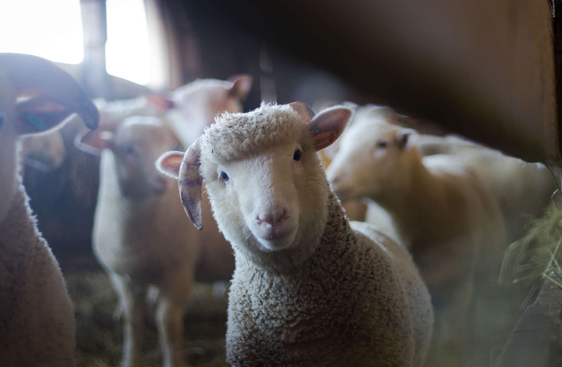 Sheep of the local church of Jesus Christ